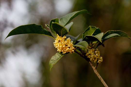 桂花枝