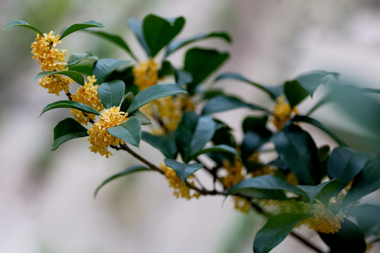 桂花枝