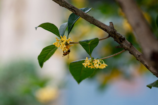 桂花枝