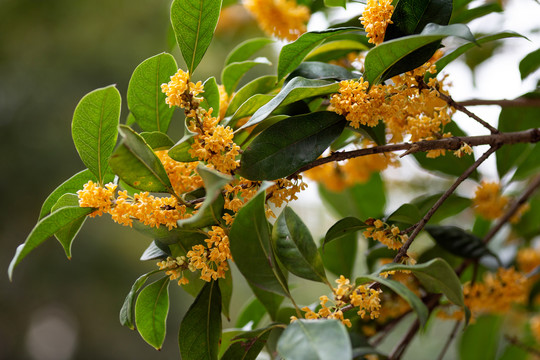 桂花枝