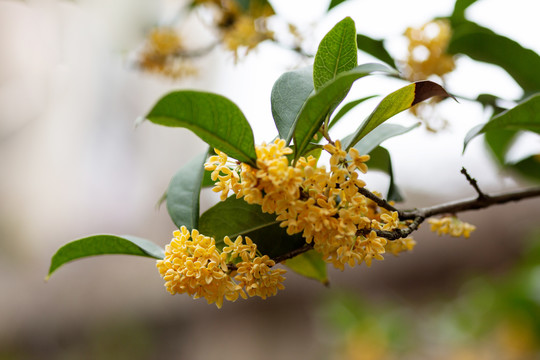 桂花枝