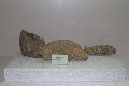 猛犸象臼齿化石