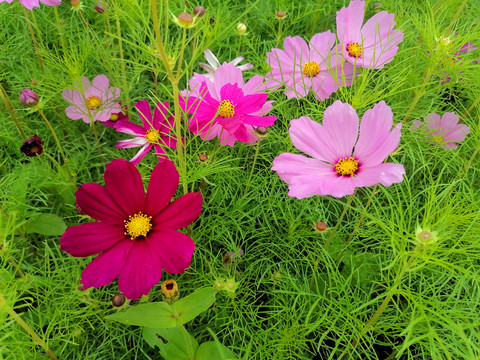 美丽的格桑花