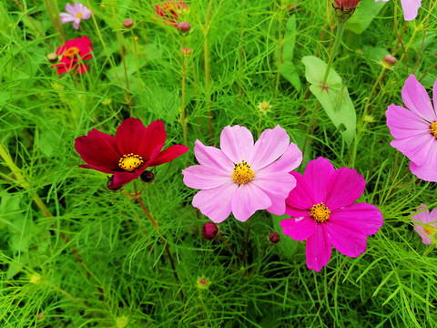 格桑花