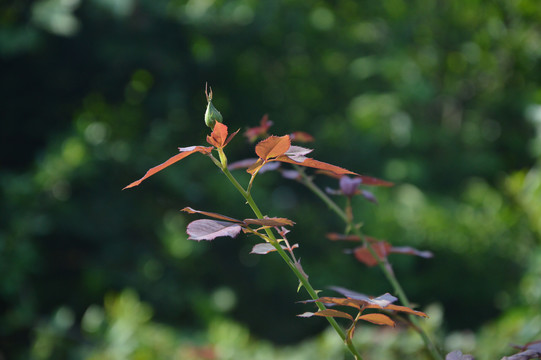 月季花苞