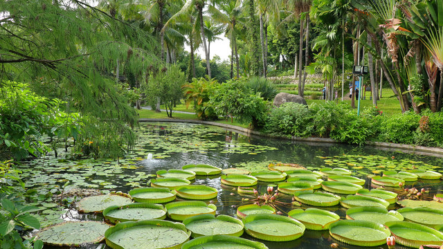 荷花池莲叶湖水景点