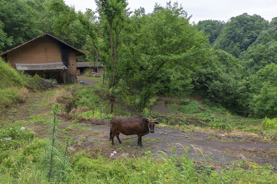 山里人家