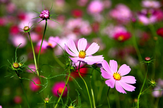 混色波斯菊花