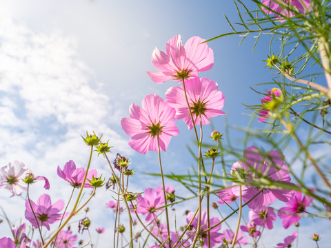 阳光下的格桑花