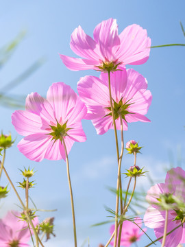 绽放的格桑花特写