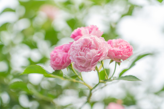 粉红色蔷薇花朵