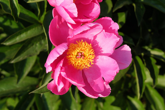 芍药花特写