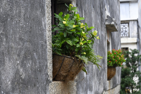 花卉植物