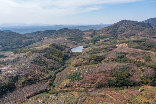 航拍沂蒙山区漫山遍野的果园