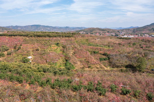 航拍沂蒙山区漫山遍野的果园