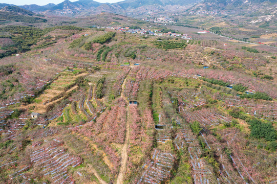 航拍沂蒙山区漫山遍野的果园