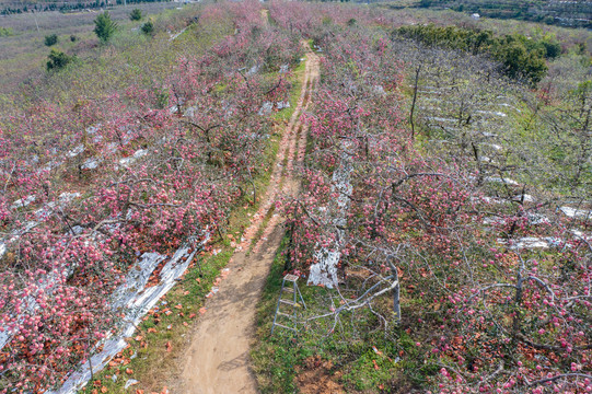 航拍沂蒙山区漫山遍野的果园