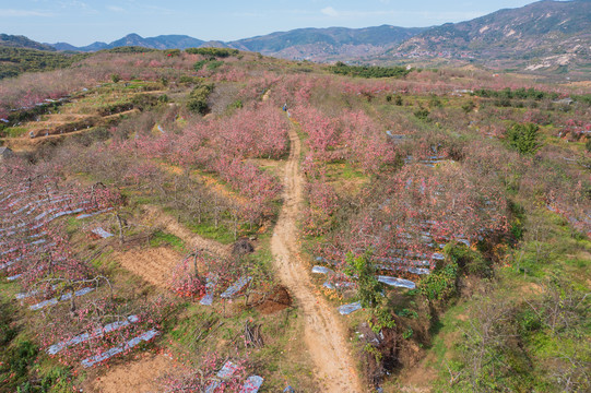 航拍沂蒙山区漫山遍野的果园