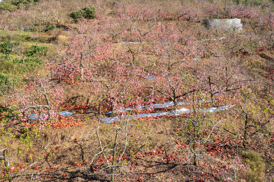 航拍沂蒙山区漫山遍野的果园