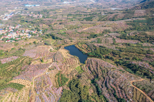 航拍沂蒙山区漫山遍野的果园