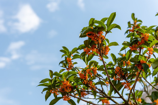 盛开的桂花树