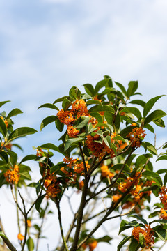 盛开的桂花树