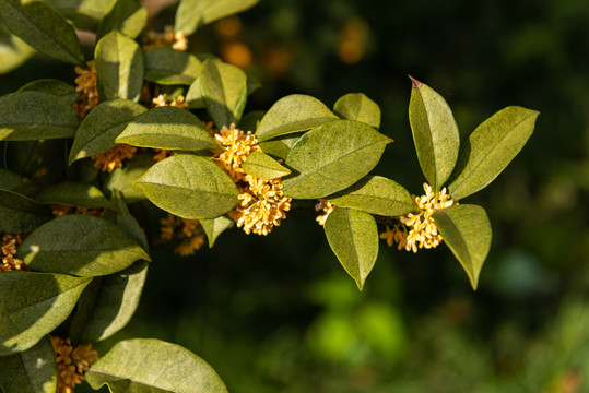 盛开的桂花枝