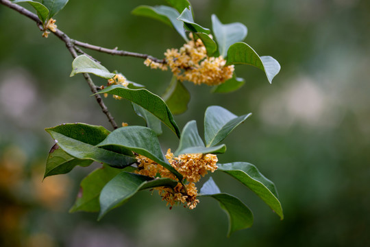 桂花枝