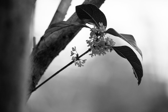 桂花枝