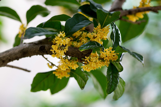 桂花