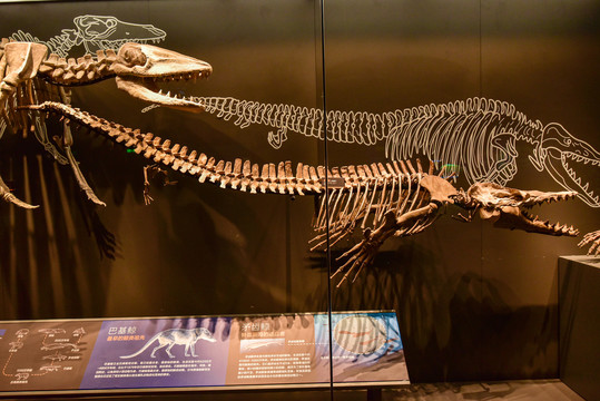 矛齿鲸化石