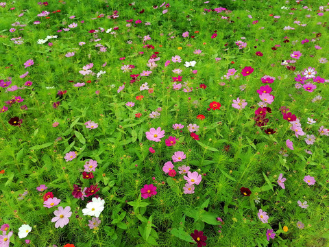 波斯菊花海