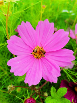 波斯菊上的蜜蜂
