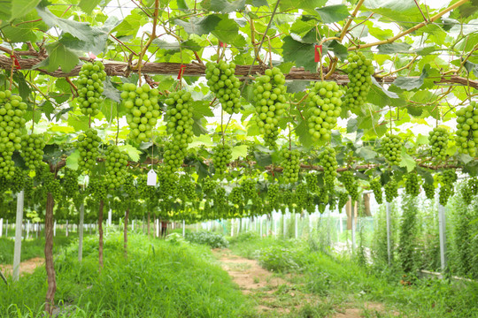 陽光玫瑰葡萄園種植基地高清大圖