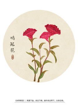 雞冠花