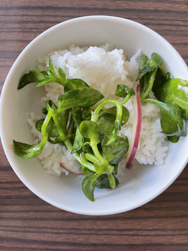 穿心蓮