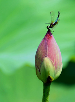 蜻蜓戏荷