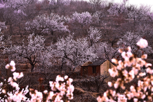 桃花开满山