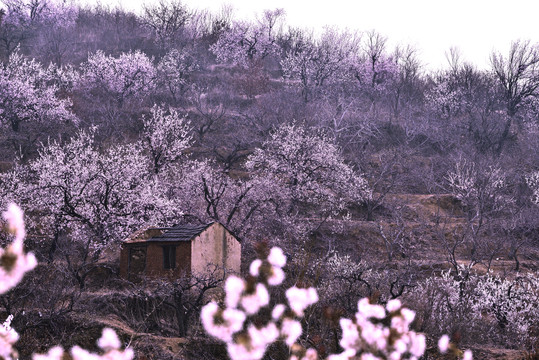 桃花开满山