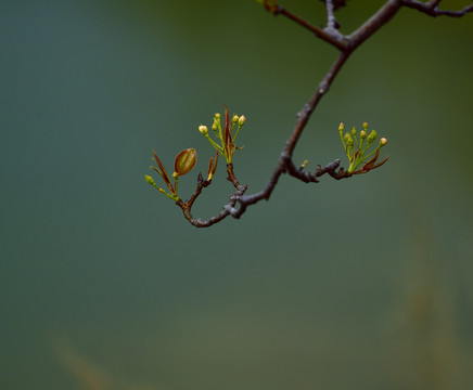 一枝梨花迎春来