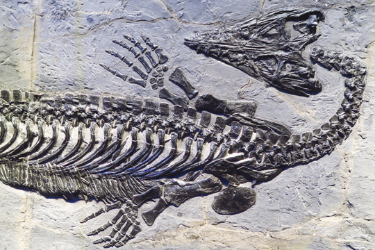 短尾贫齿龙化石海龙化石