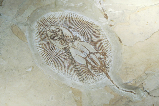 魟鱼化石