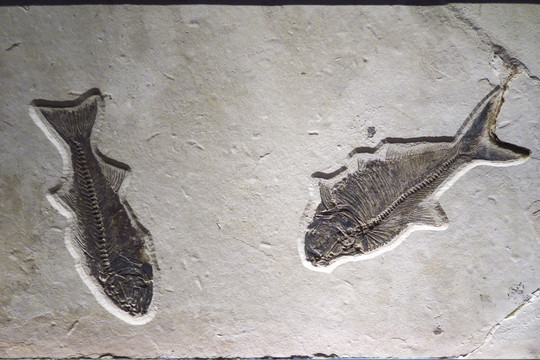 古海洋生物化石