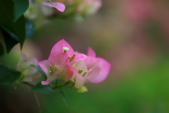 叶子花