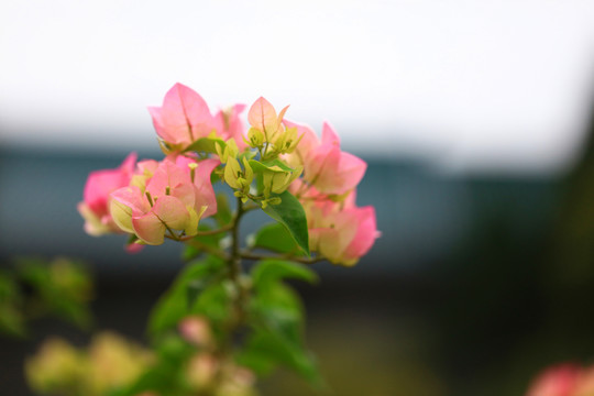 叶子花