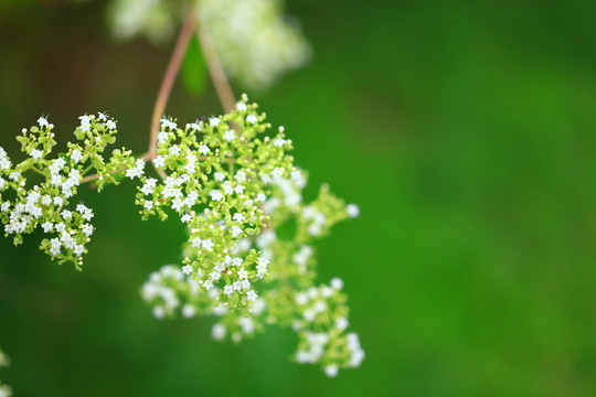 小白花