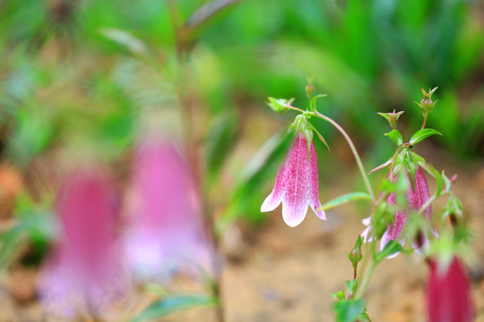 灯笼花