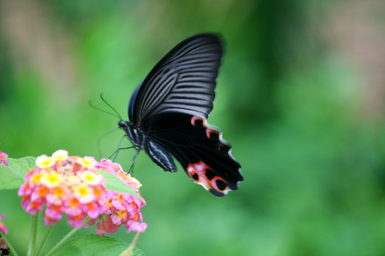 蝶恋花