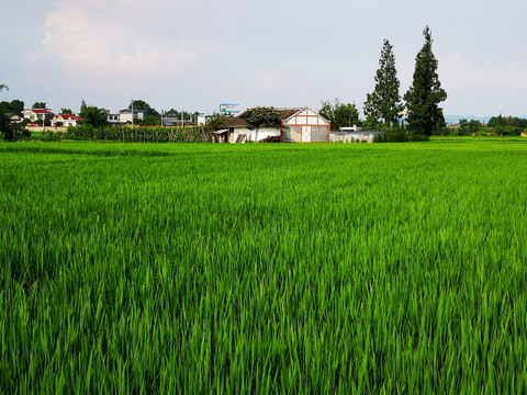 美丽乡村