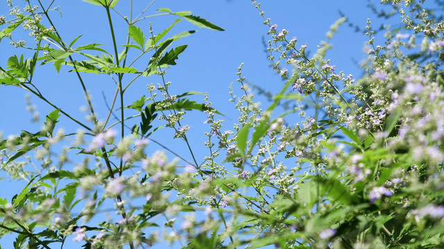 荆棵树开花